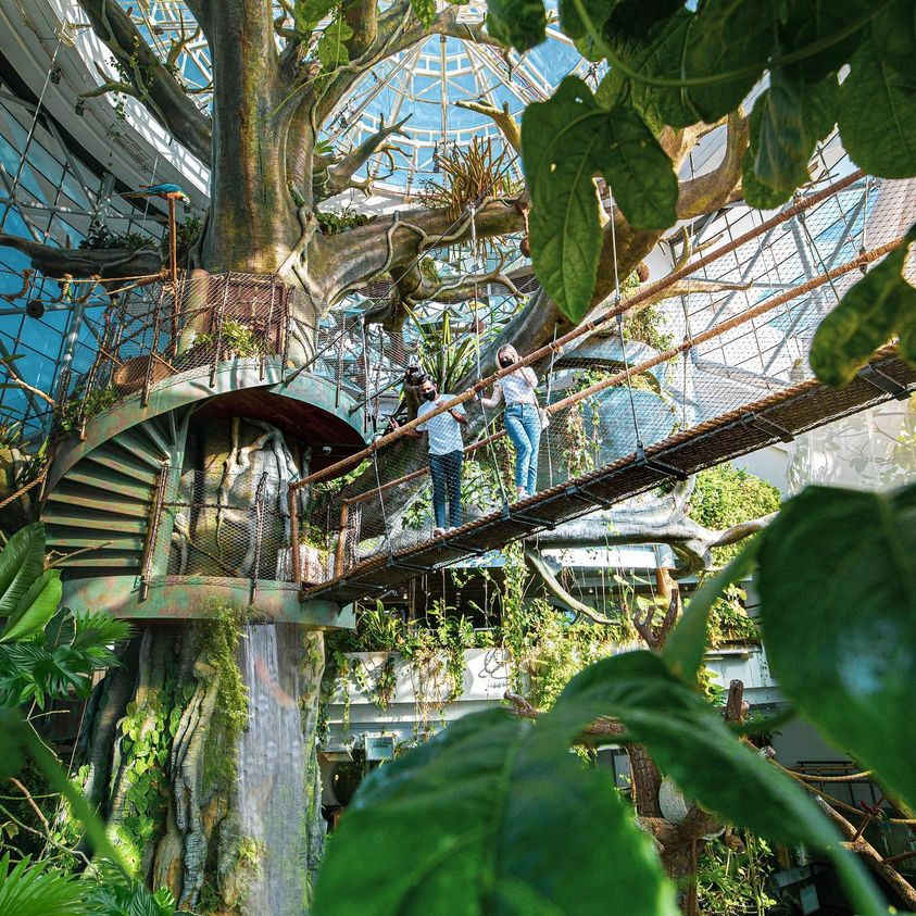Forest in Dubai غابة في دبي