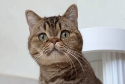 Paws & Perks: 3 Adorable Cat Cafes in Dubai You Need to Visit